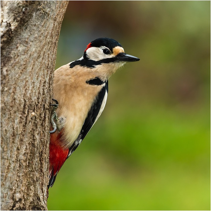 Nature Météo Oiseaux - Photo gratuite sur Pixabay - Pixabay