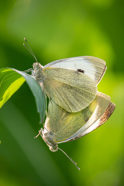 Hvidkål, Sommerfugle, Insekter, Parring