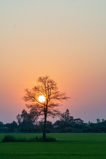 Sonnenuntergang, Sonne, Feld, Reisfeld