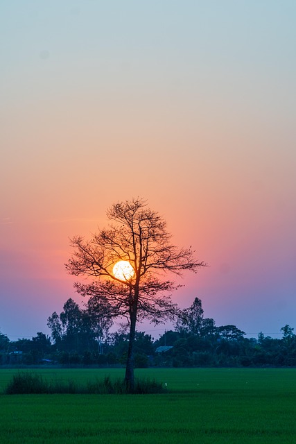 Sonnenuntergang, Baum, Reisfeld, Gras
