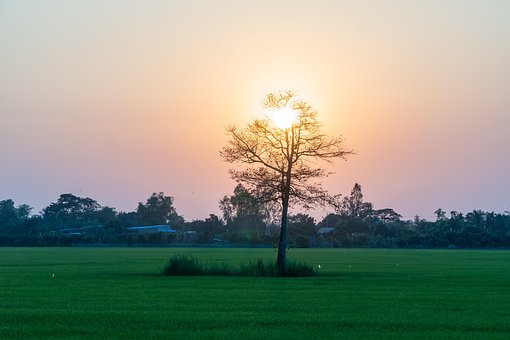Sonnenuntergang, Sonne, Baum, Himmel