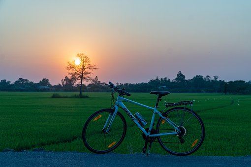 Sonnenuntergang, Sonne, Feld, Baum