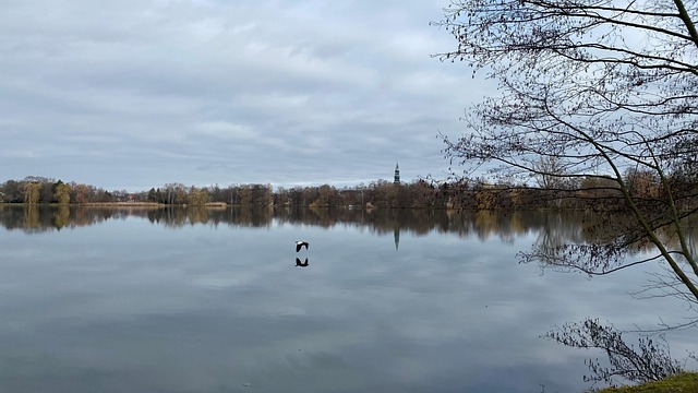 Free Zwickau Wasservögel photo and picture