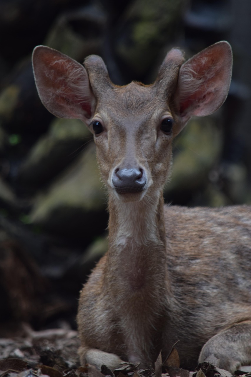 Deer Animal Wildlife - Free photo on Pixabay