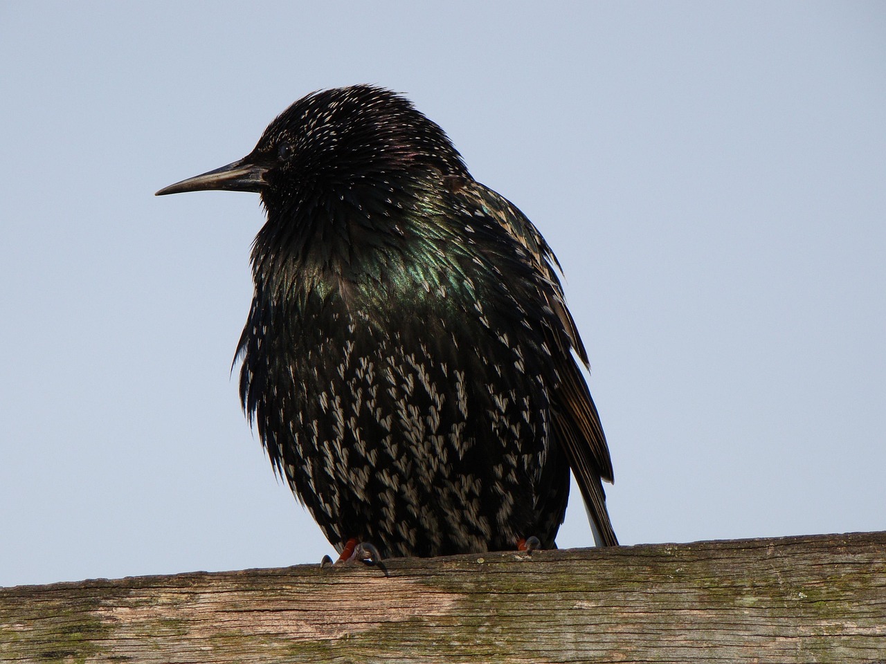 birdies starling