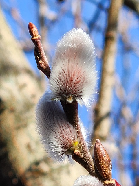 Weidenkätzchen, Pflanze, Frühling, Natur
