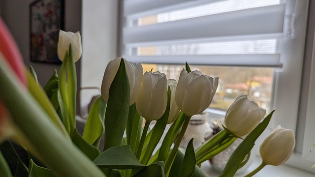 Free Flower Tulips photo and picture