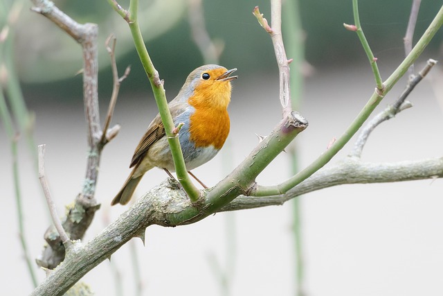 Oiseau Rouge-Gorge Petit - Photo gratuite sur Pixabay