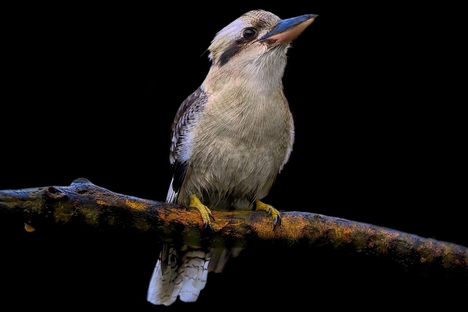 Rindo Kookaburra Pássaro Foto gratuita no Pixabay
