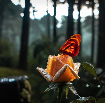 Blomst, Rose, Frost, Natur, Plante, Have