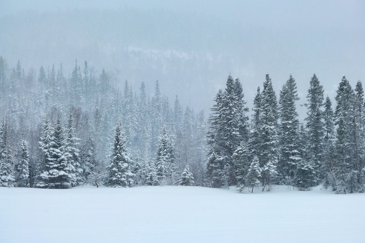 冬天 雪 针叶树 - Pixabay上的免费照片 - Pixabay