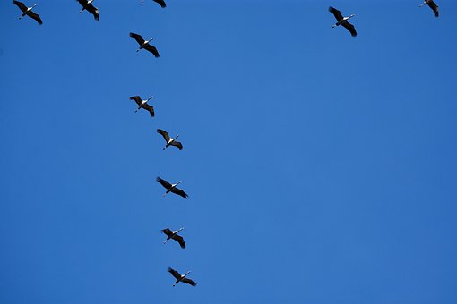 Free Cranes Migratory Birds photo and picture