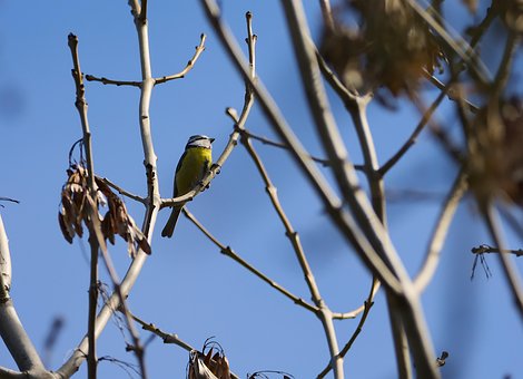 Free Songbird Winter photo and picture