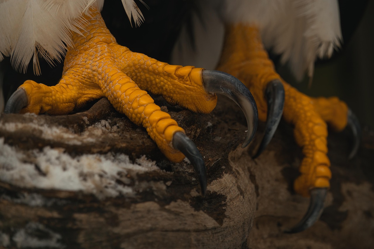 Steller'S Sea Eagle Pacific Free photo on Pixabay Pixabay