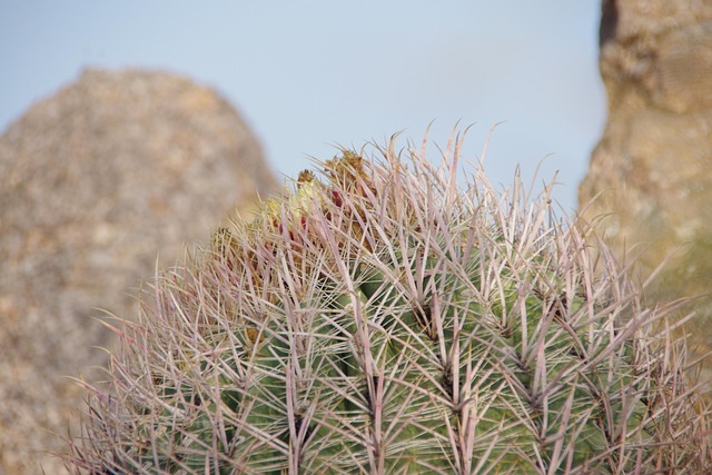 Free Arizona Cactus photo and picture