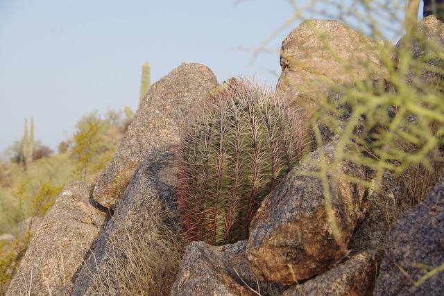 Free Cactus Saguaro photo and picture