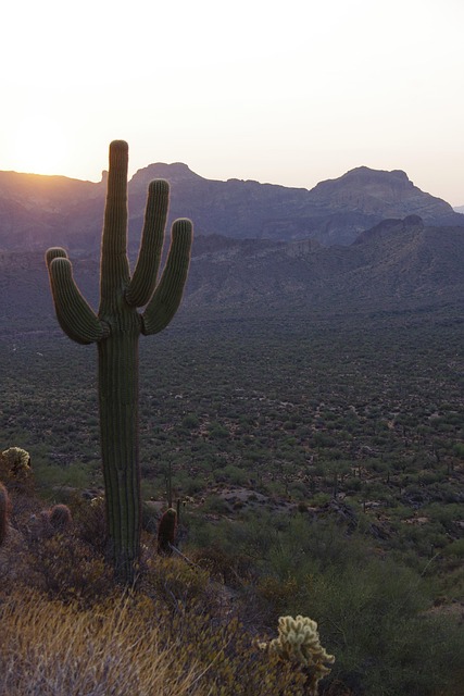 Free Sunrise Cactus photo and picture