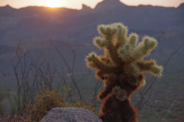 Free Tucson Cactus photo and picture