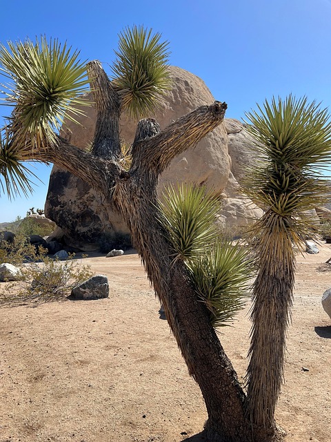 Free Joshua Tree Desert photo and picture