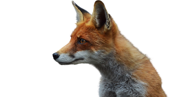 Tier, Animais Selvagens, Pele, Mamifero