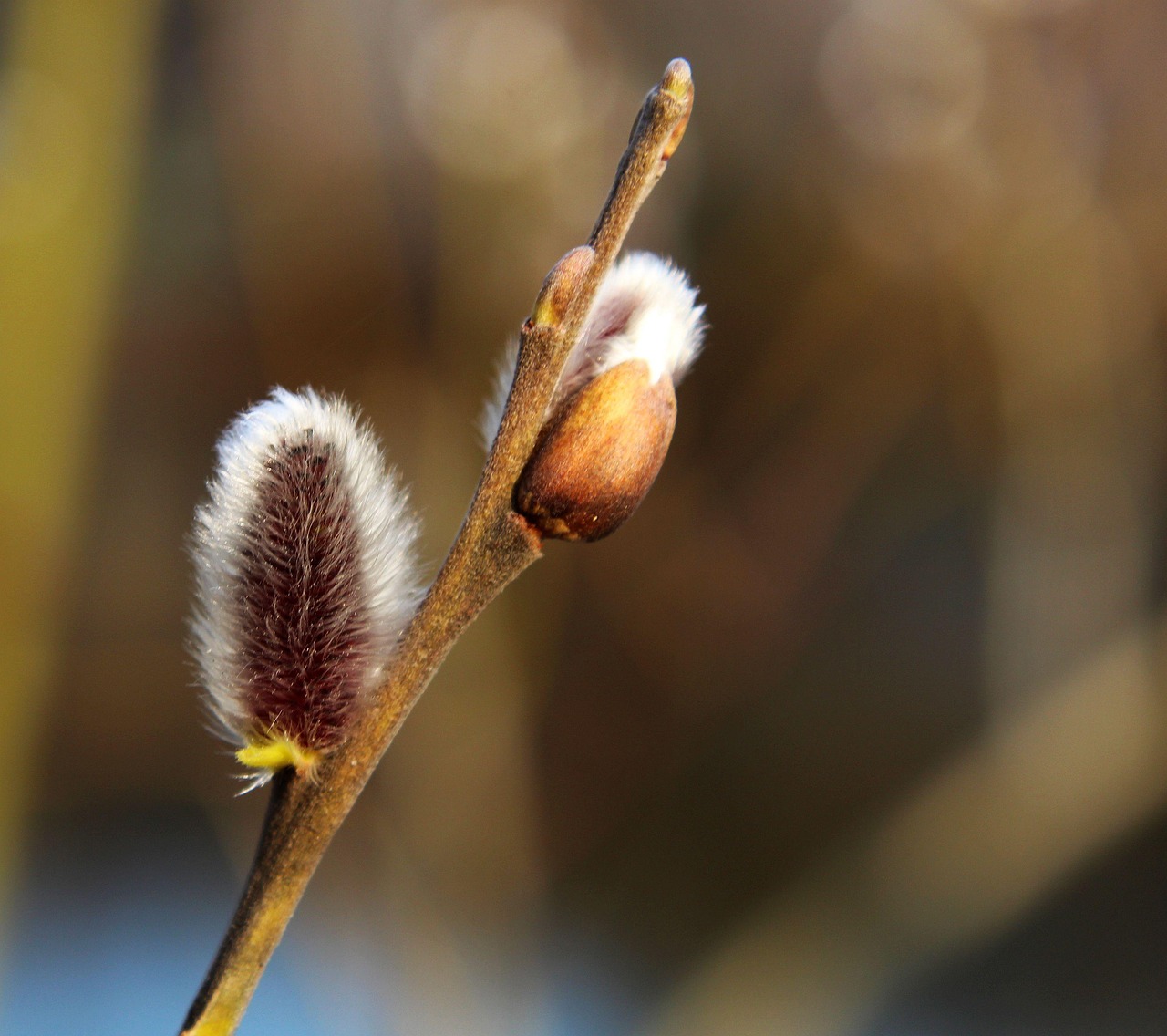 100+ Free Pussy Willow & Nature Images - Pixabay