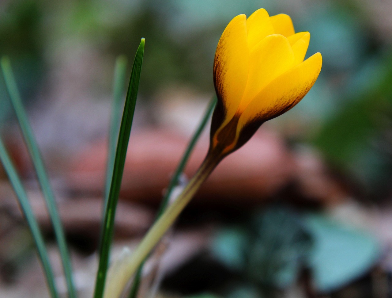 Golden Saffron Crocuses Free photo on Pixabay