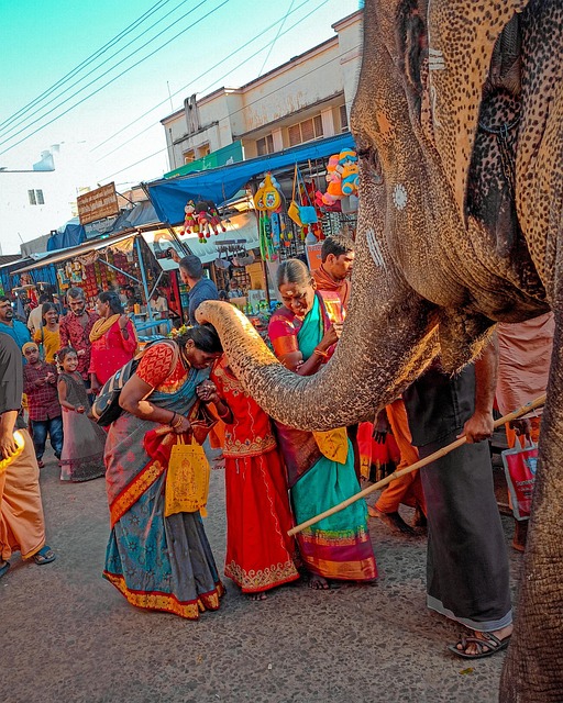 Tier, Elefant, Indien, Frauen, Menschen