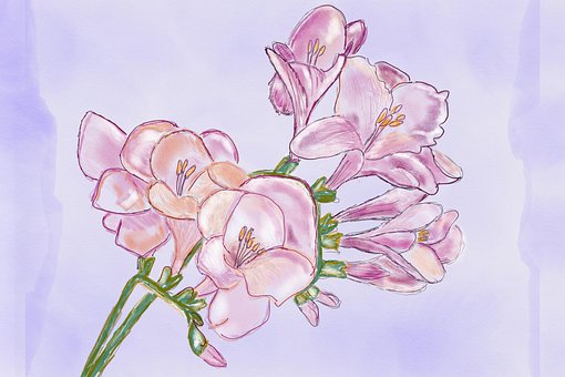 Free Freesia Flower photo and picture