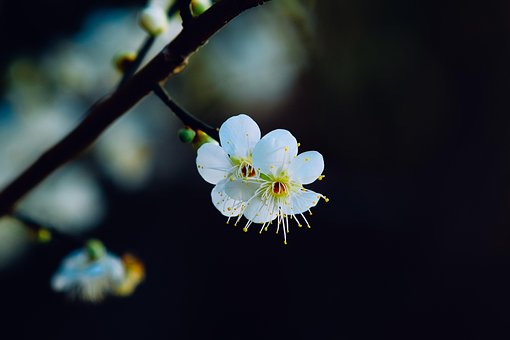 Free Flowers Spring photo and picture
