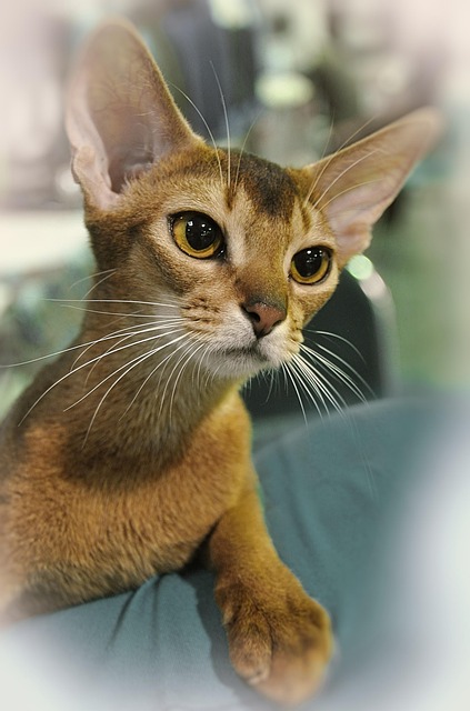 Free Abyssinian Cat photo and picture