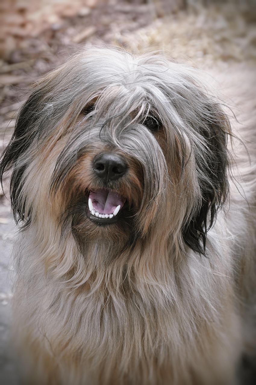 Free Hybrid Dog photo and picture