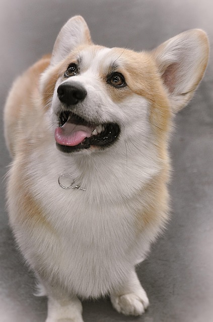 Free Corgi Dog photo and picture