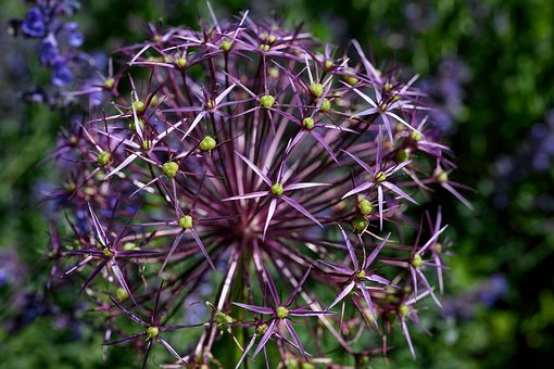 Stern Von Persien, Lilane Blumen