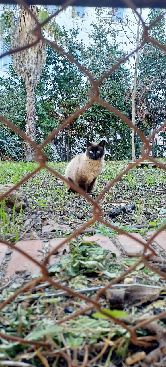 猫 暹罗 - Pixabay上的免费照片