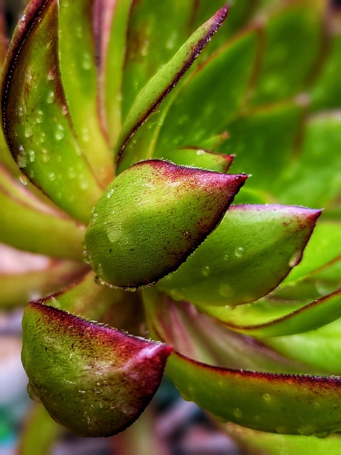 Free Succulent Aeonium photo and picture