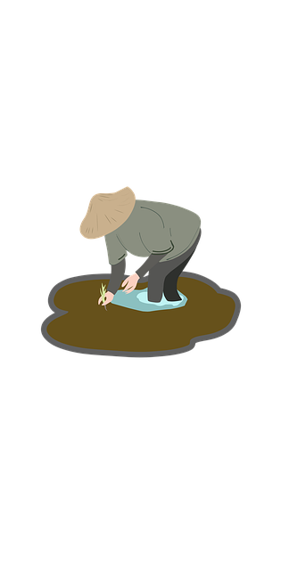 Free Farmer Rice Field illustration and picture