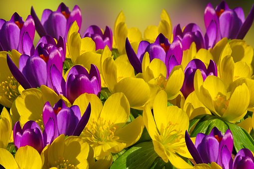 Free Flower Crocus photo and picture
