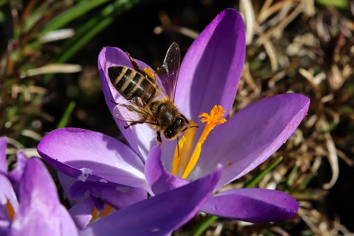 Free Flower Bee photo and picture