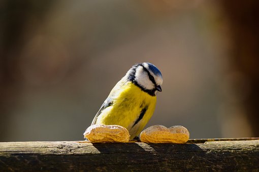 Free Bird Blue Tit photo and picture