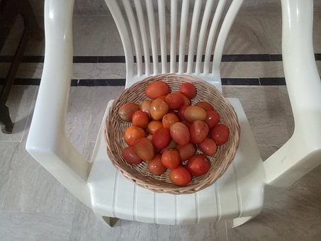 Free Tomatoes Chair photo and picture