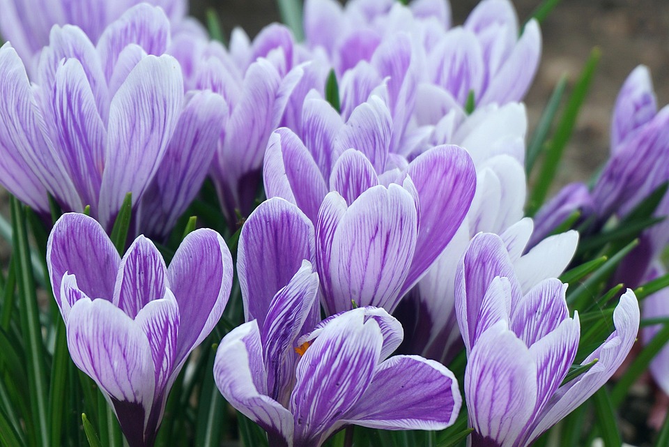 Azafranes Blancos Y Morados Crocus Nevadensis, Azafrán Blanco, En
