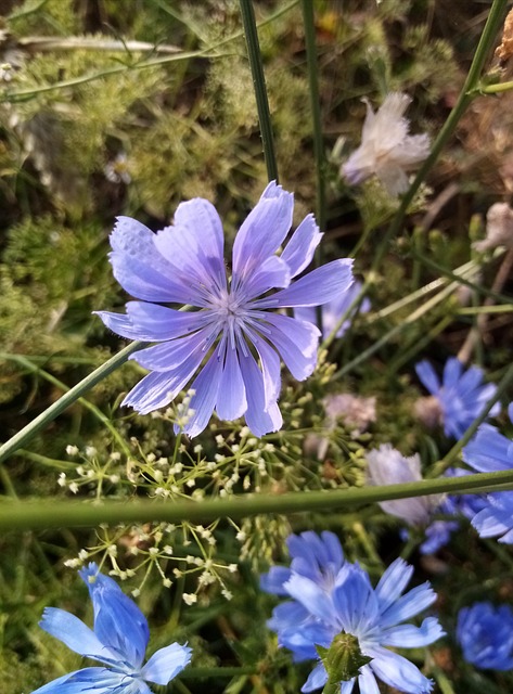 Free Field Meadow photo and picture