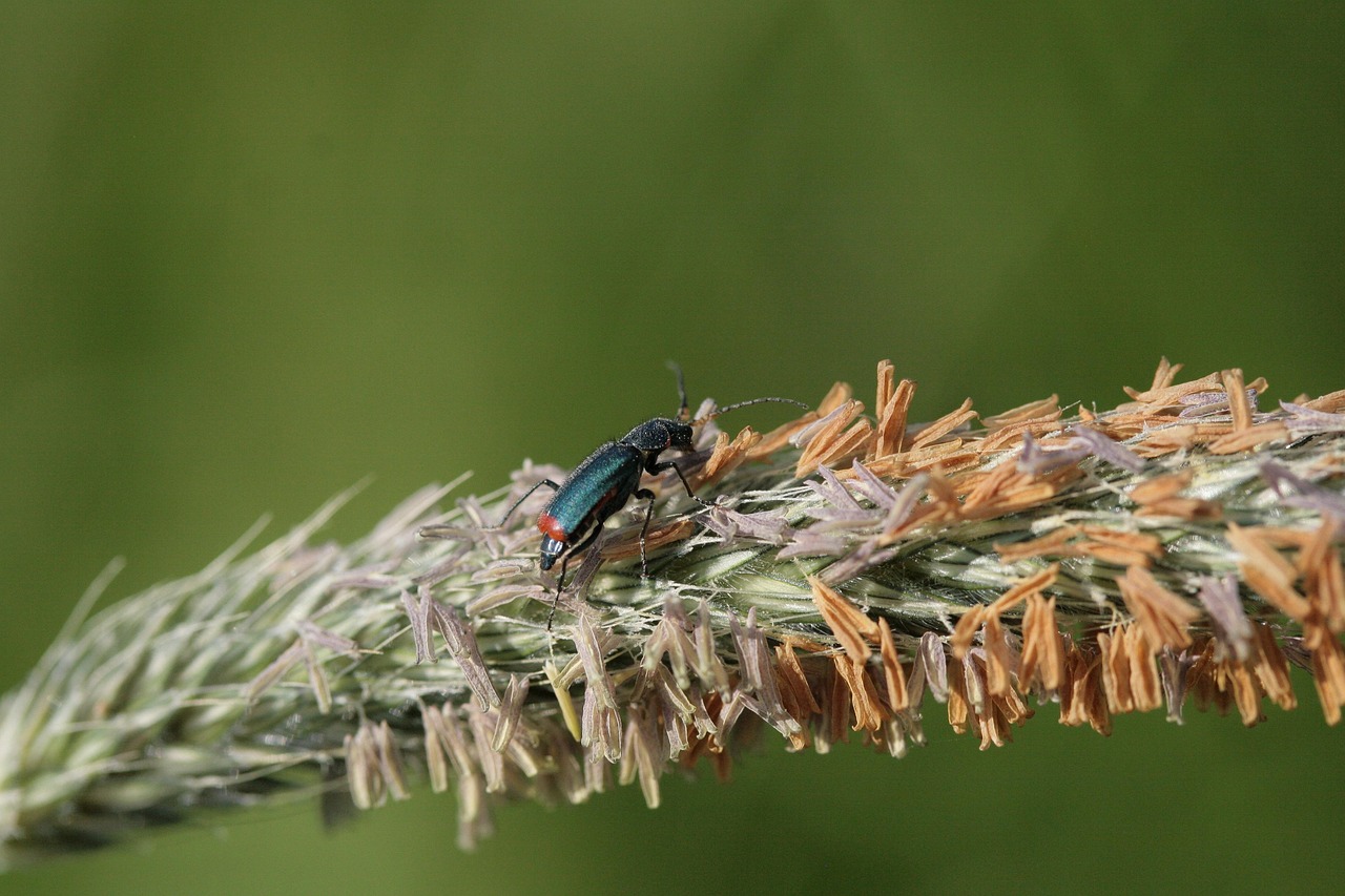 Insecto Escarabajo Entomología - Foto gratis en Pixabay - Pixabay