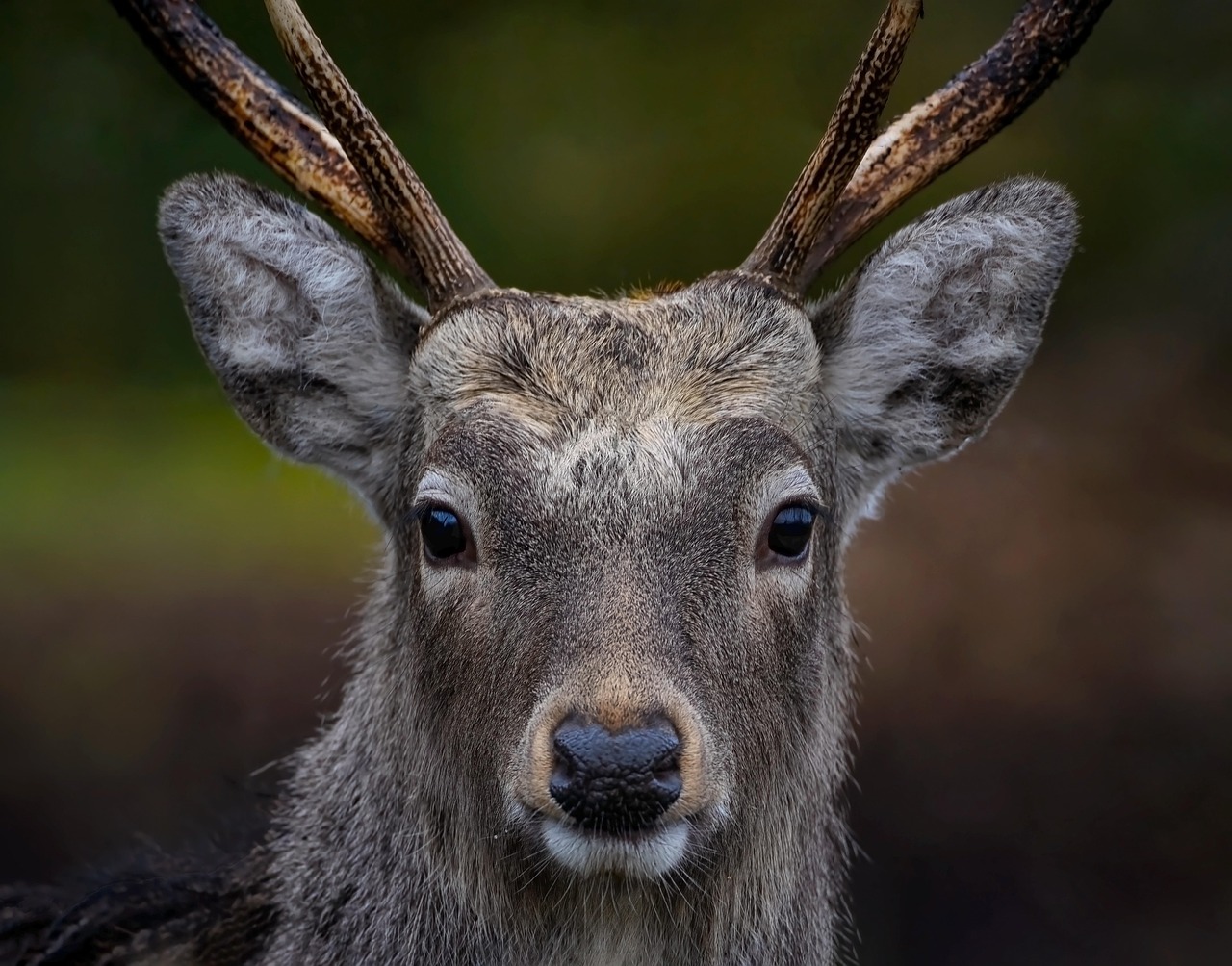 20 000 Free Rain Deer Deer Images Pixabay 20 000 Free Rain Deer Deer Images Pixabay