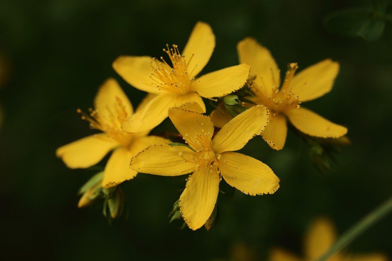 Fleurs Bloom Fleurir - Photo gratuite sur Pixabay - Pixabay