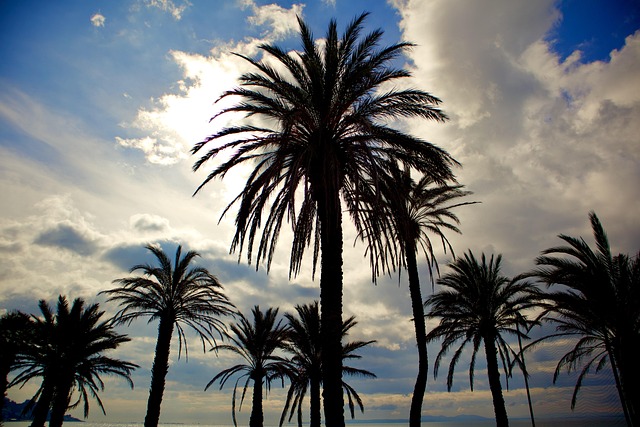 Palmen, Himmel, Meer, Natur, Spanien