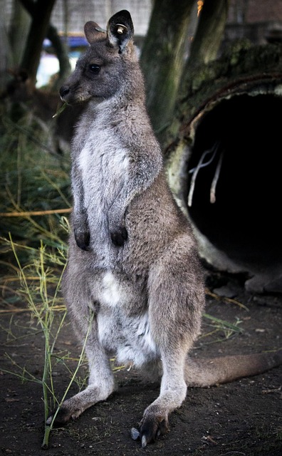 Cangur, Mamifer, Marsupiale