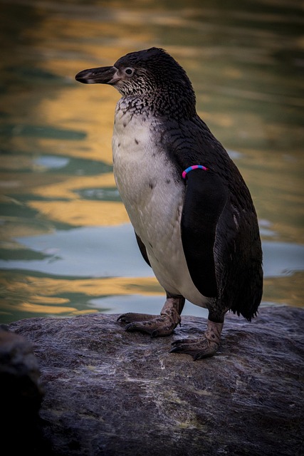 Pinguin, Pasăre, Piatră, Apă, Natura