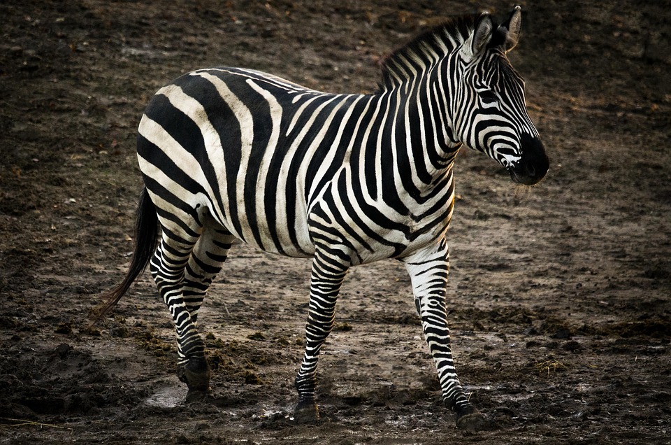 Zebra Horse Stripes Free photo on Pixabay