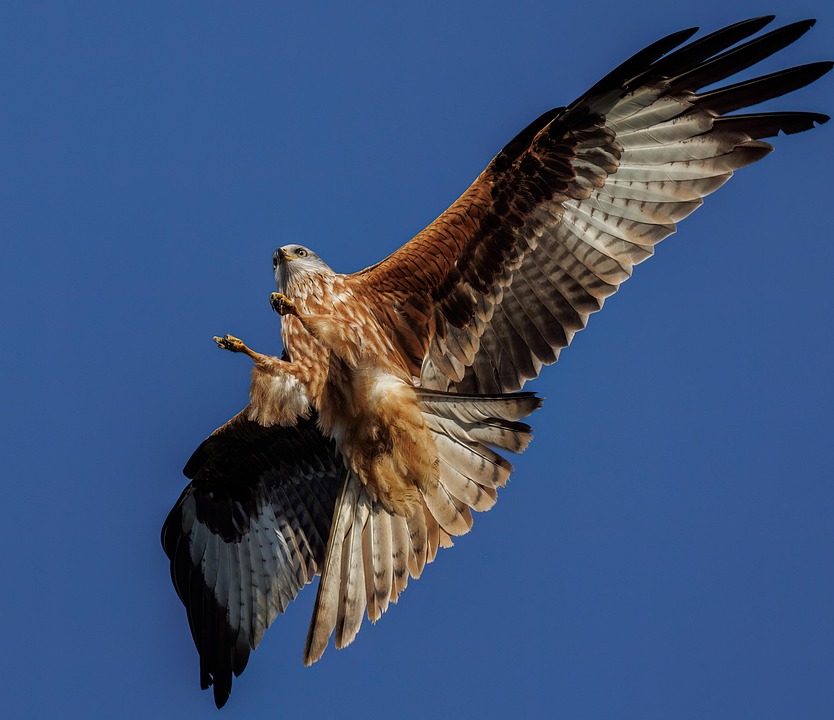 Red Kite Bird Animal Of Free photo on Pixabay